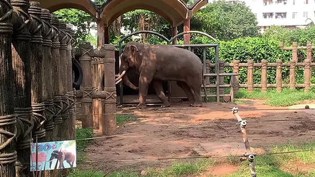 Saigon′s wild beasts in Vietnam